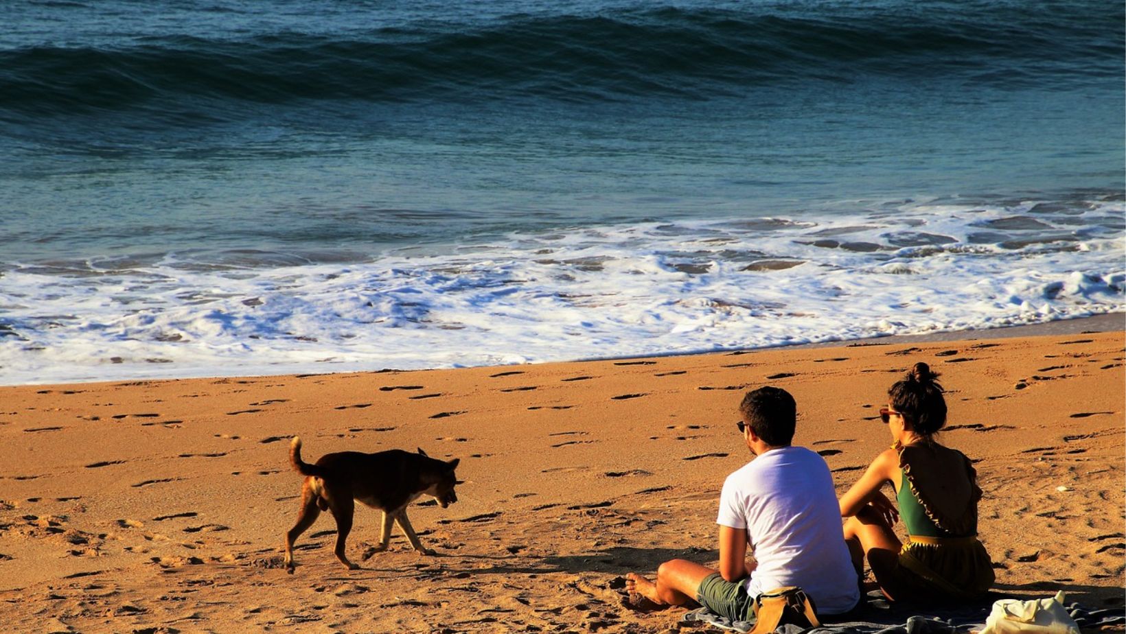 22 Dog Friendly Beaches