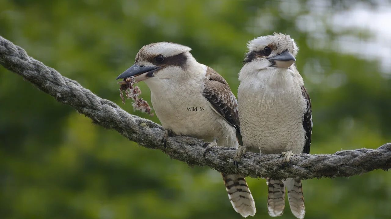 Wildlife of Smoky Mountains National Park