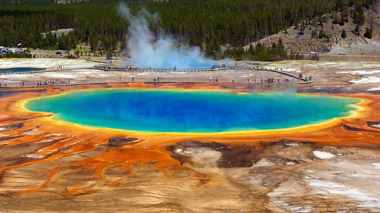 Wildlife in Yellowstone National Park