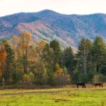 A Guide to Wildlife Spotting in the Great Smoky Mountains National Park