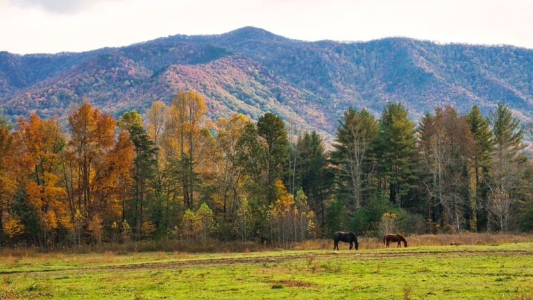 A Guide to Wildlife Spotting in the Great Smoky Mountains National Park
